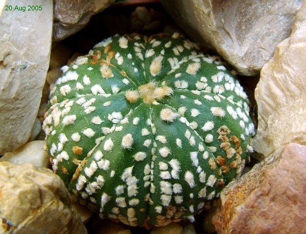 Astrophytum_ asterias _cv.'Super_ Kabuto' _ 04